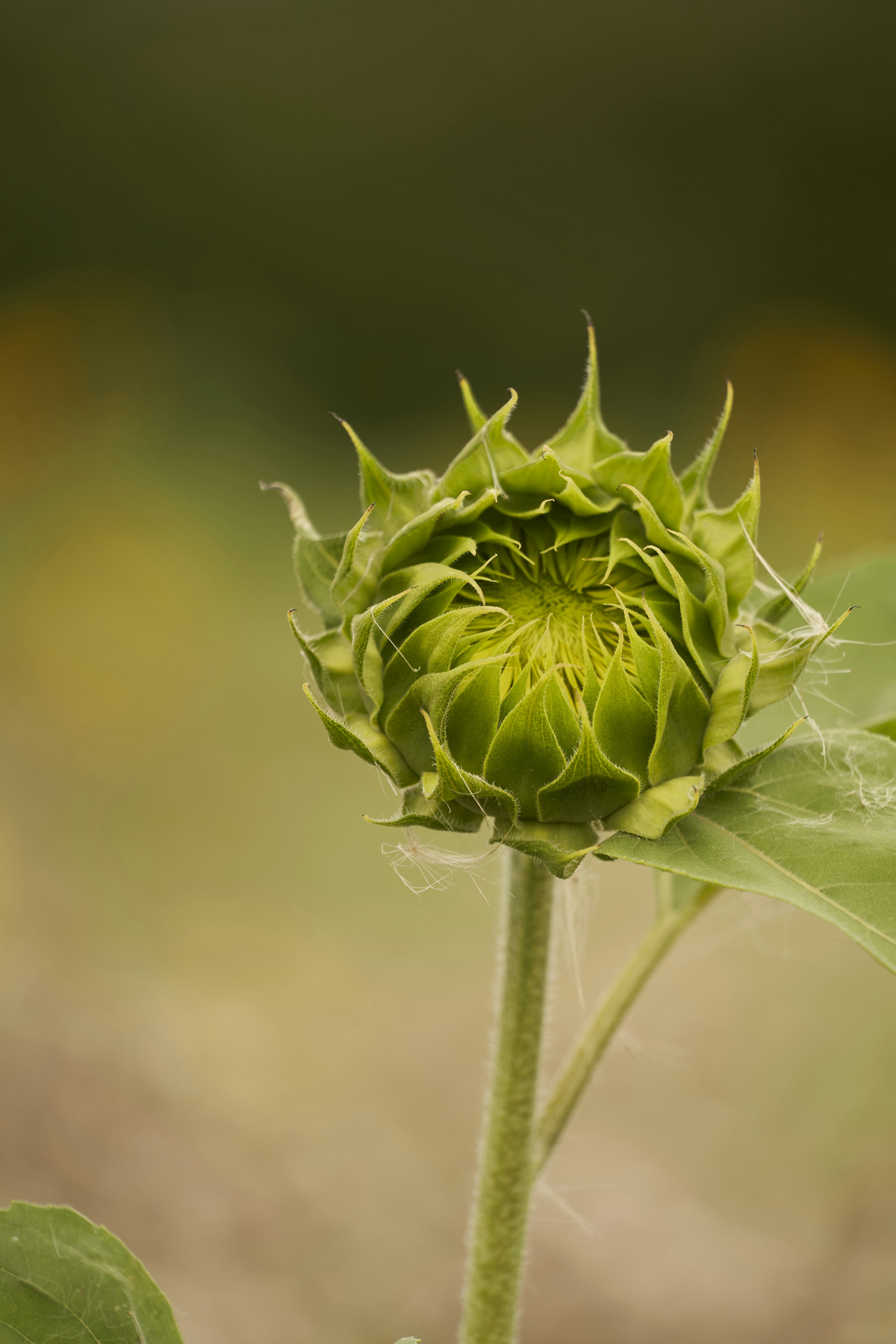 Photo by wolfgang_hasselmann