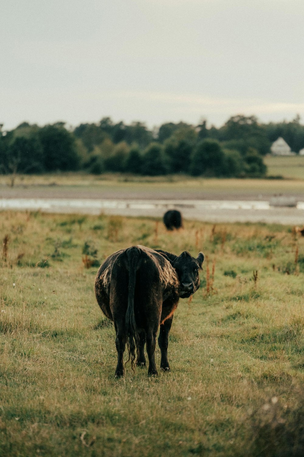 a donkey standing in a field