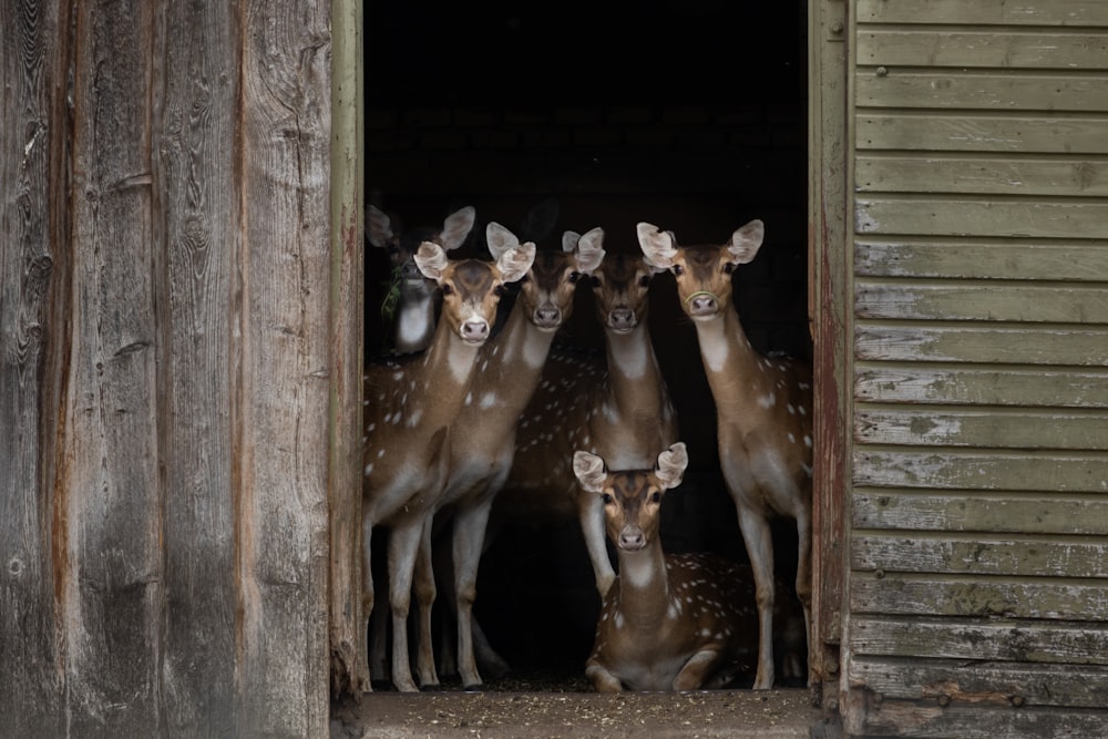 a group of deer in a doorway