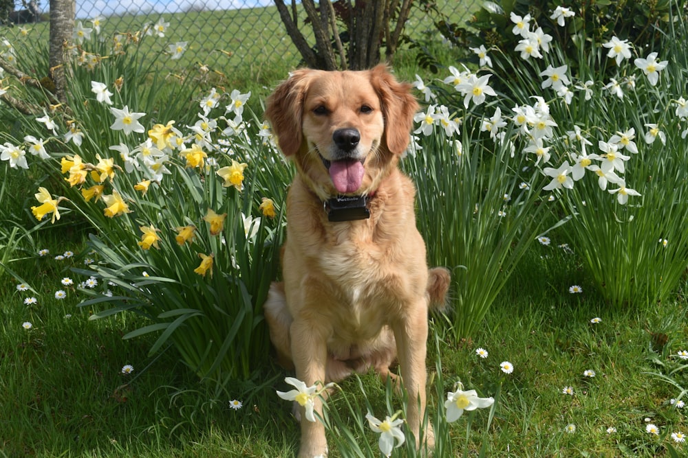 a dog sitting in a field of flowers
