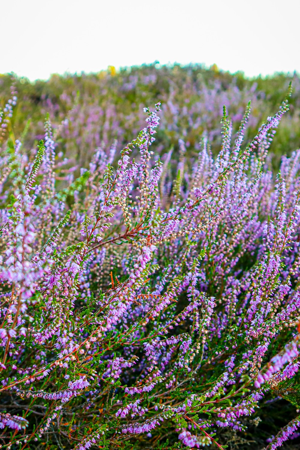 a field of purple flowers