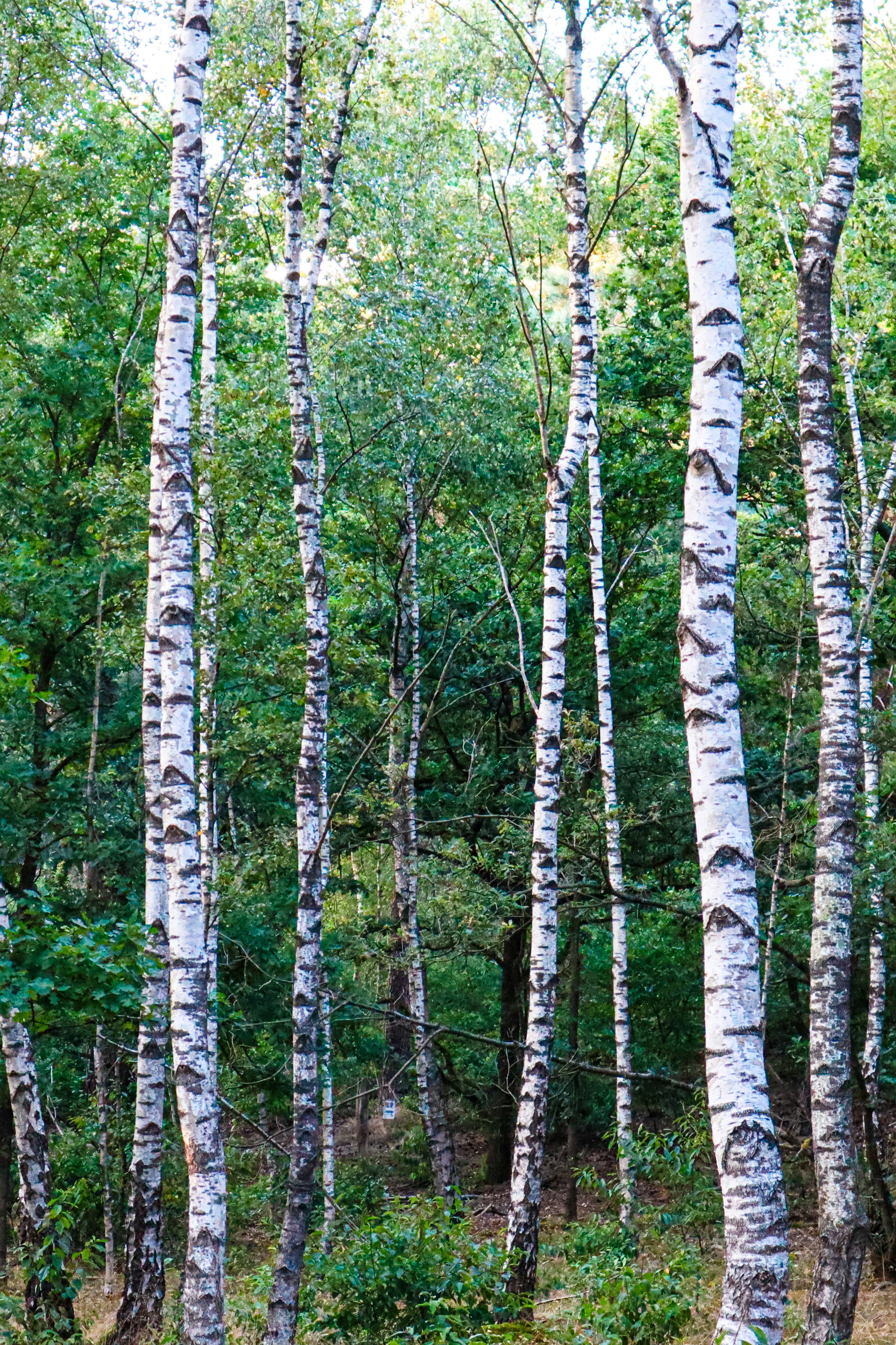 A group of trees photo – Free Grey Image on Unsplash