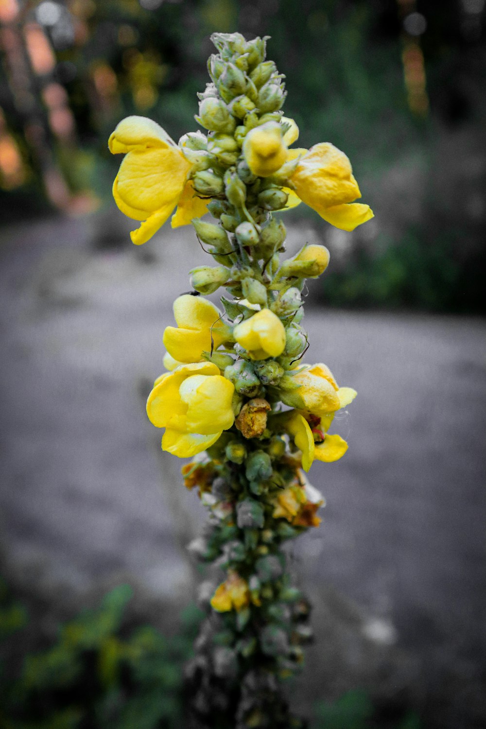 a close-up of a plant