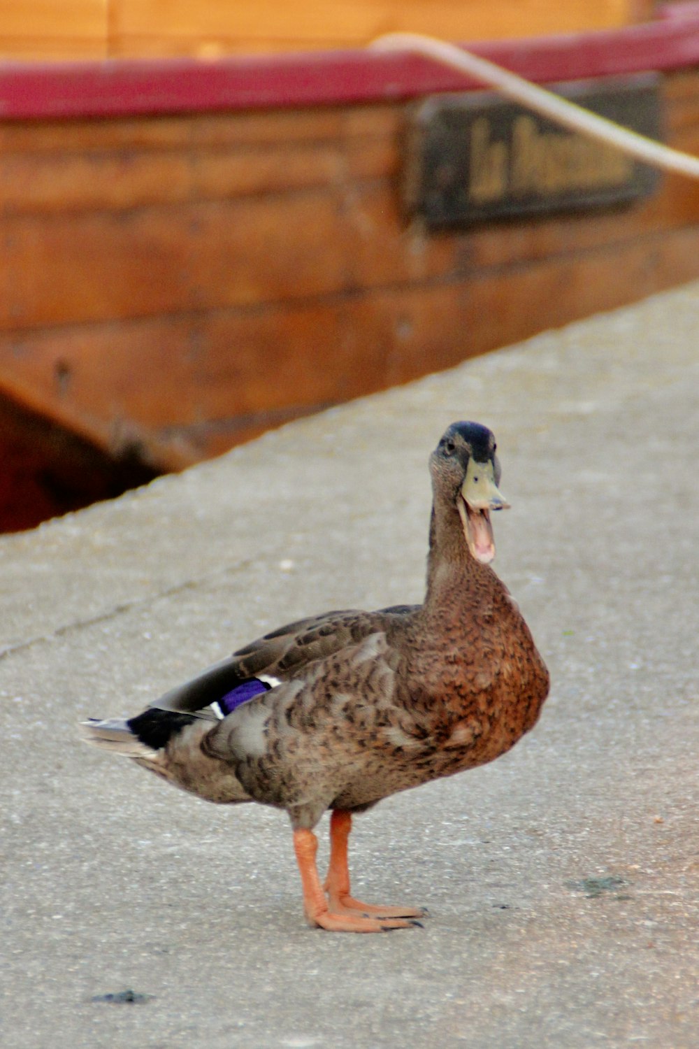 a duck standing on pavement