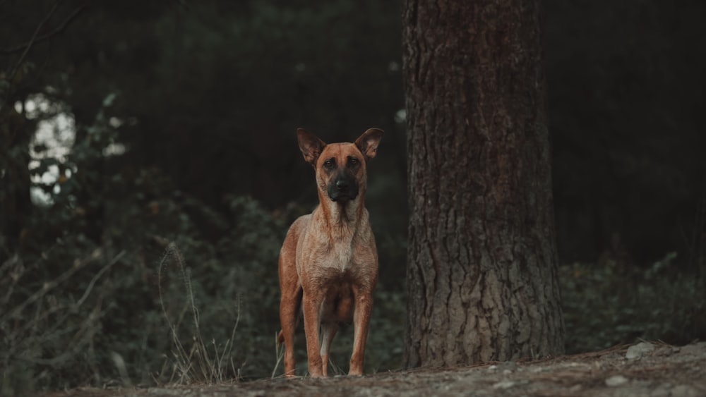 a deer standing next to a tree