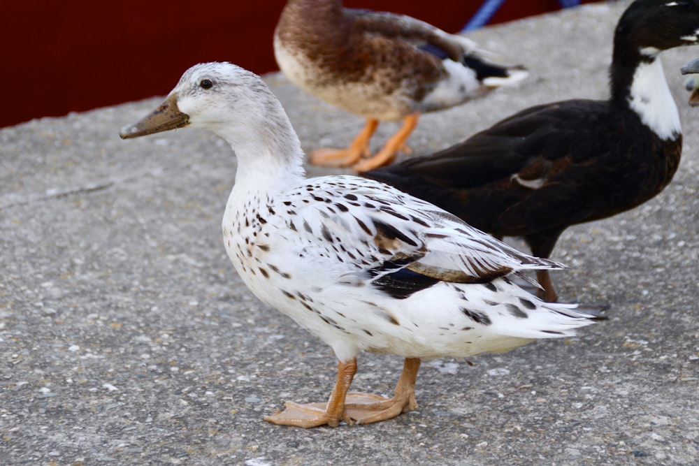 a group of ducks walking on the ground