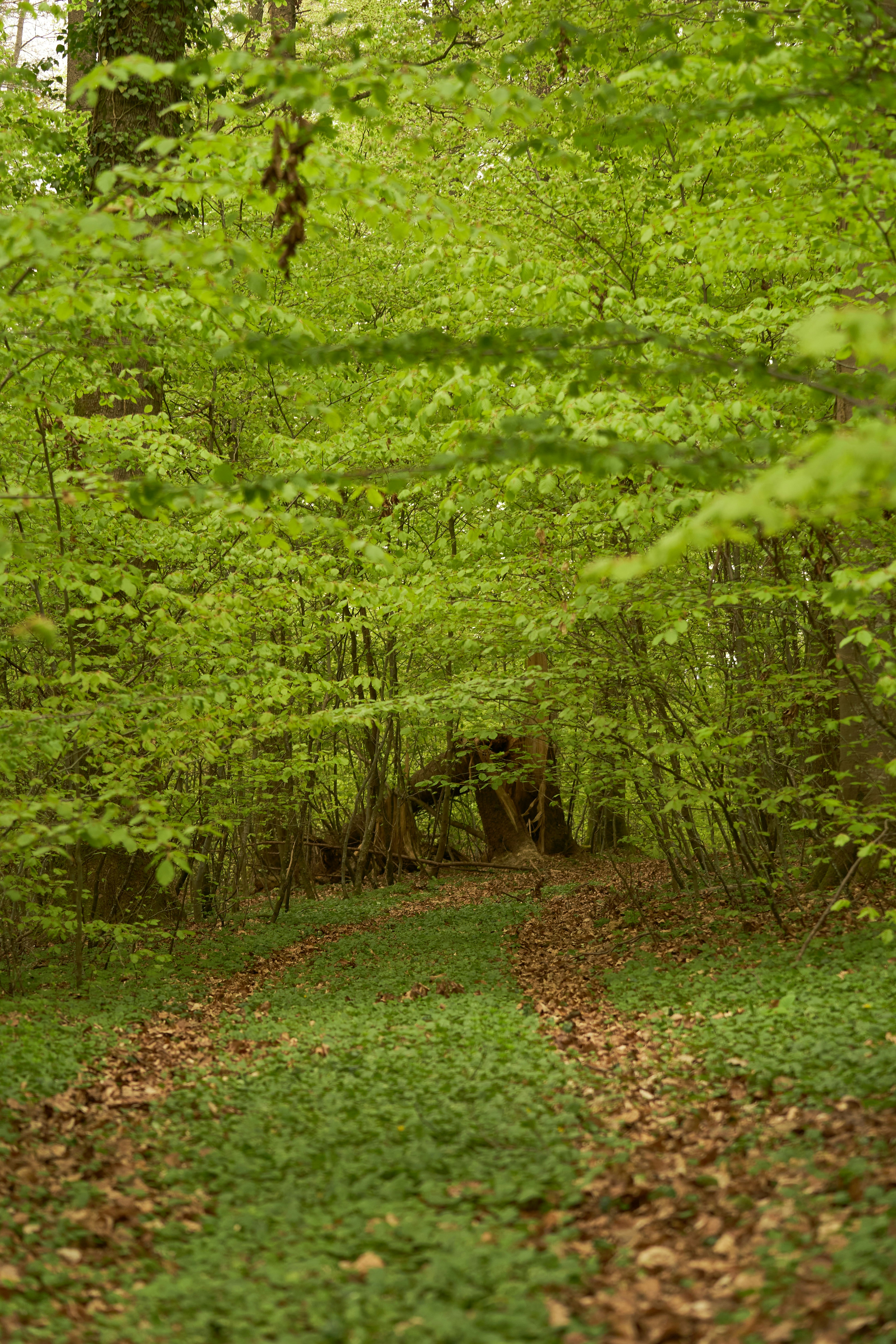 Photo by wolfgang_hasselmann