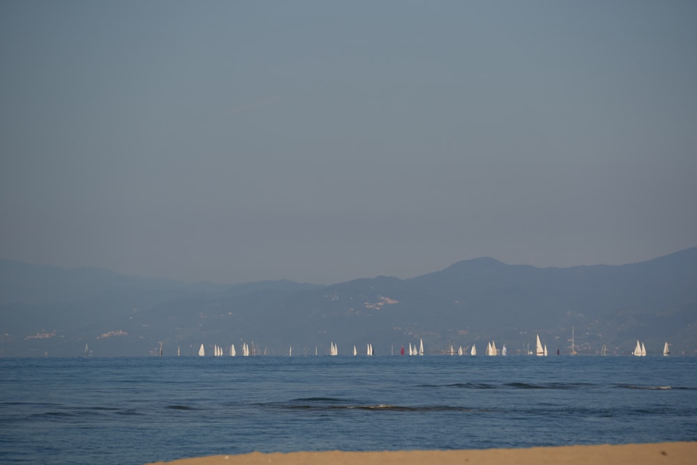 a body of water with sailboats in it
