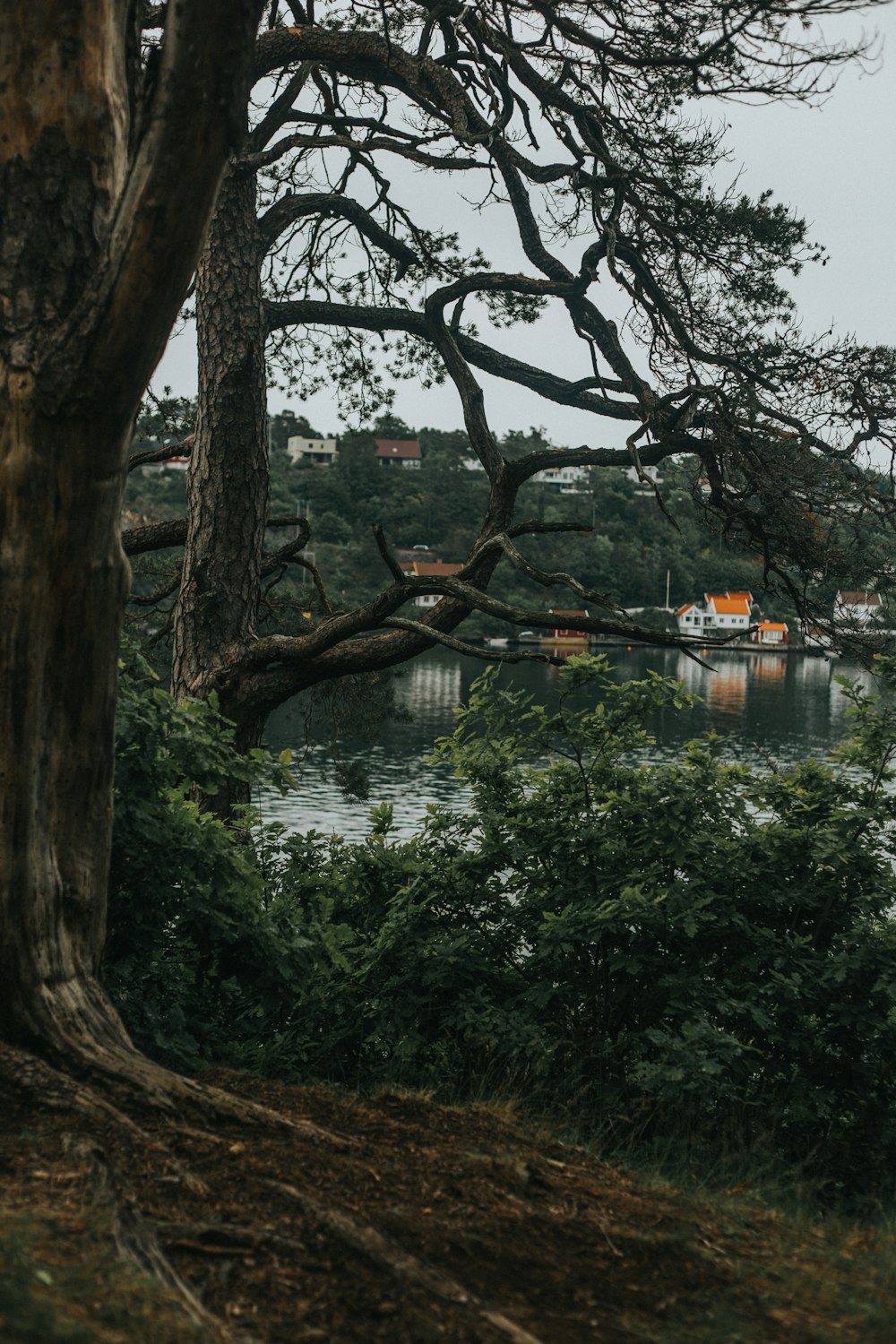 a tree next to a body of water