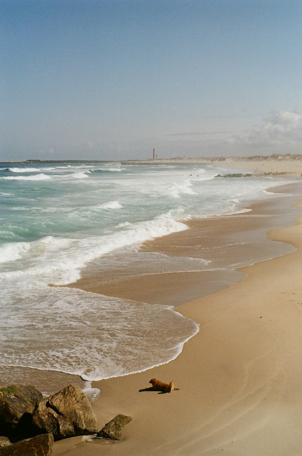 a dog on a beach