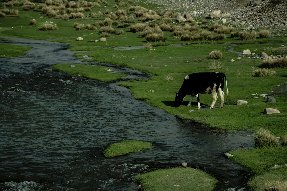 a cow grazing on a hill