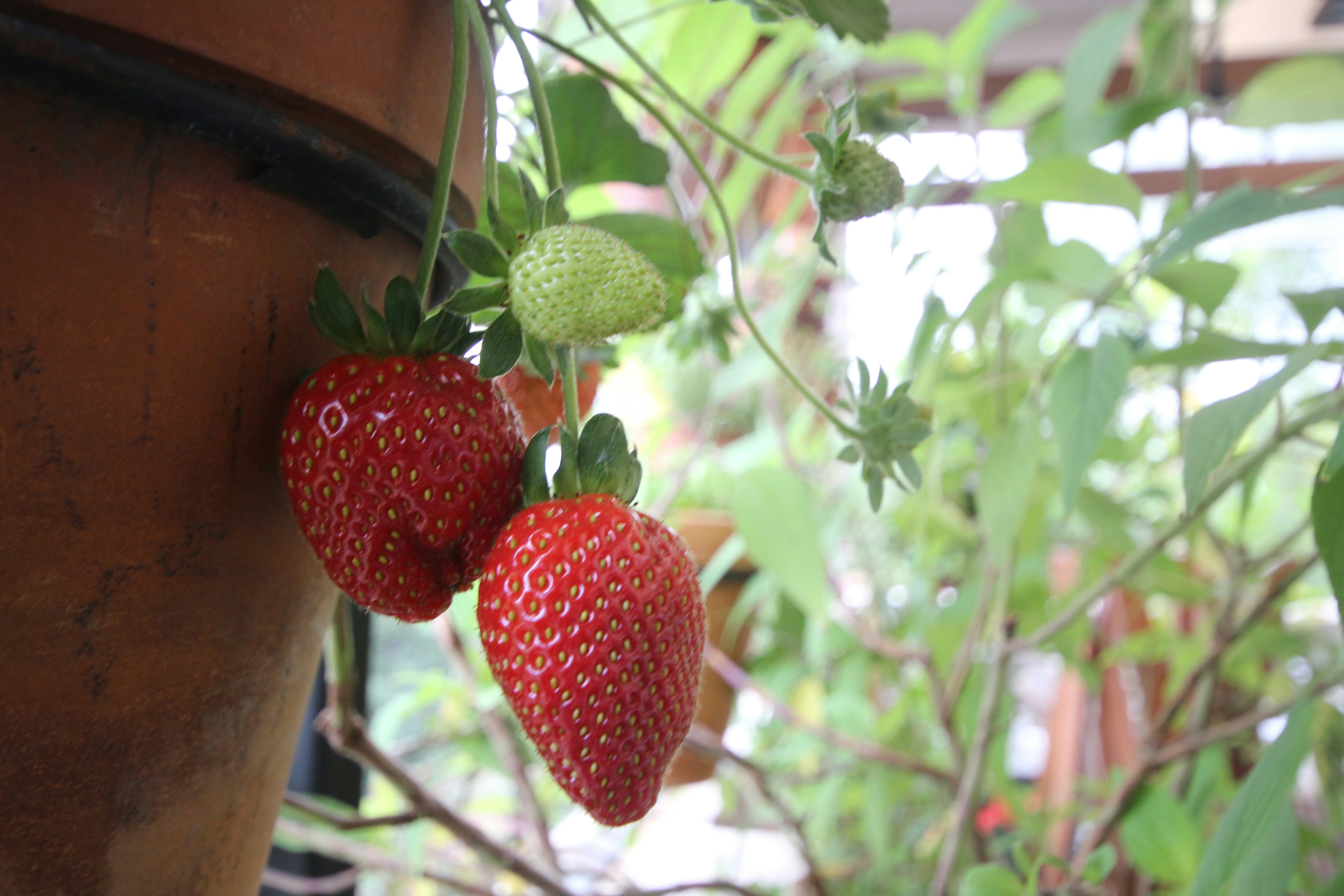 Photo by camaranegra