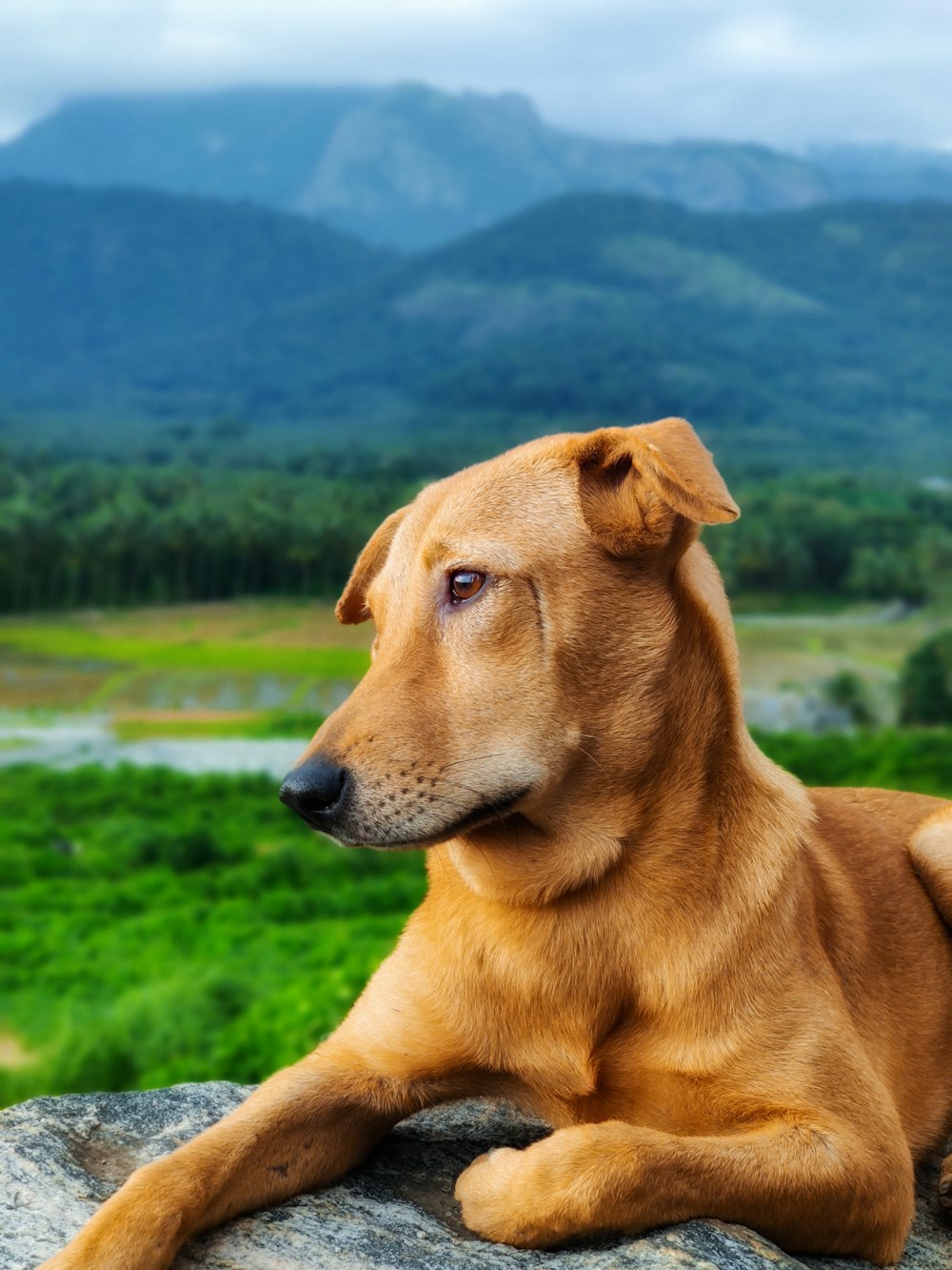 a dog lying on a rock