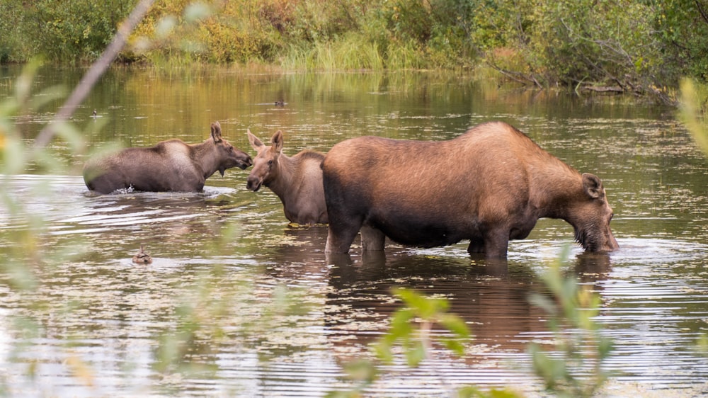um grupo de hipopótamos em um corpo de água