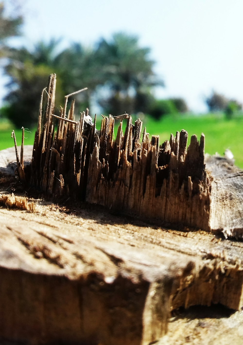 a pile of cut wood