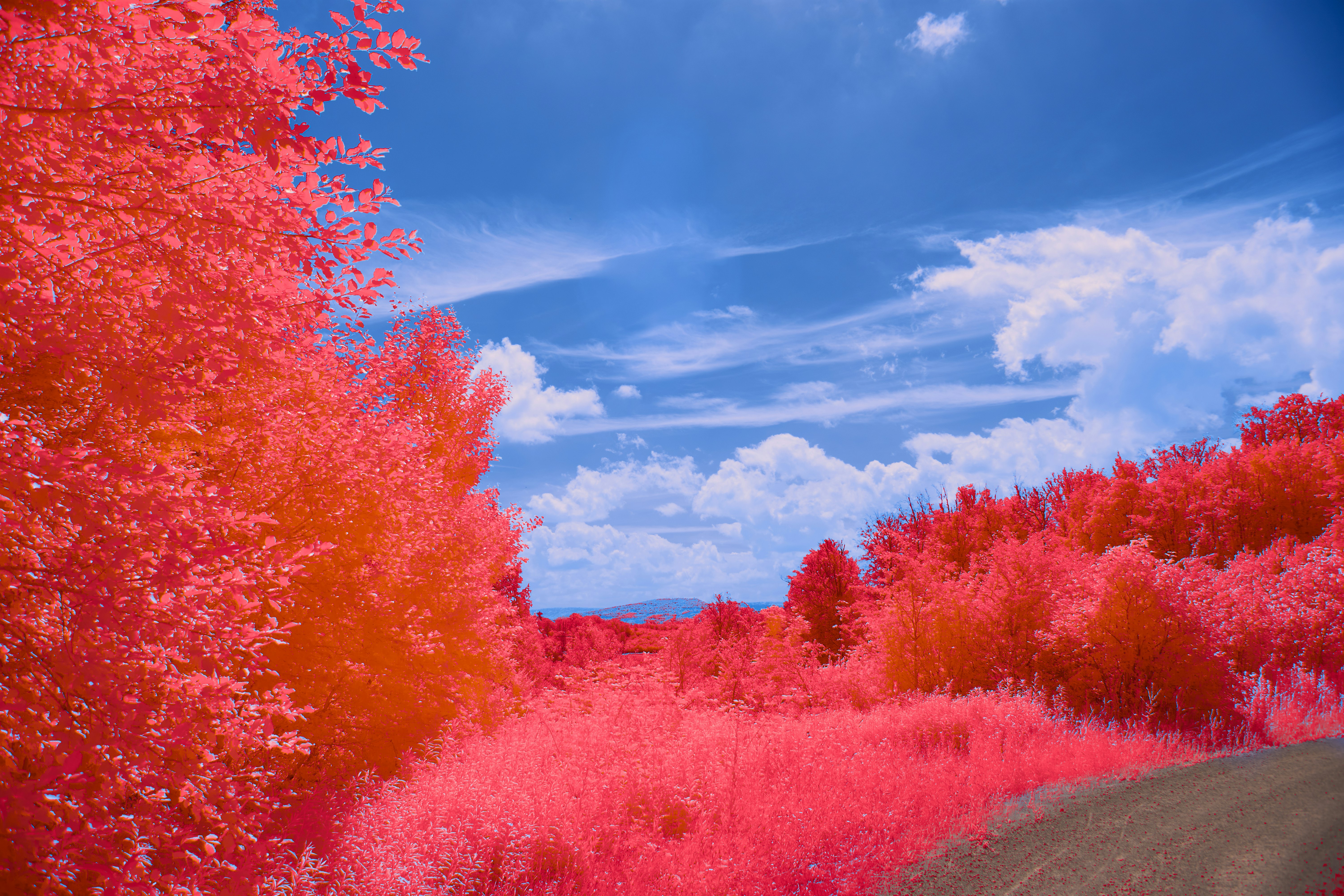 Photo by wolfgang_hasselmann