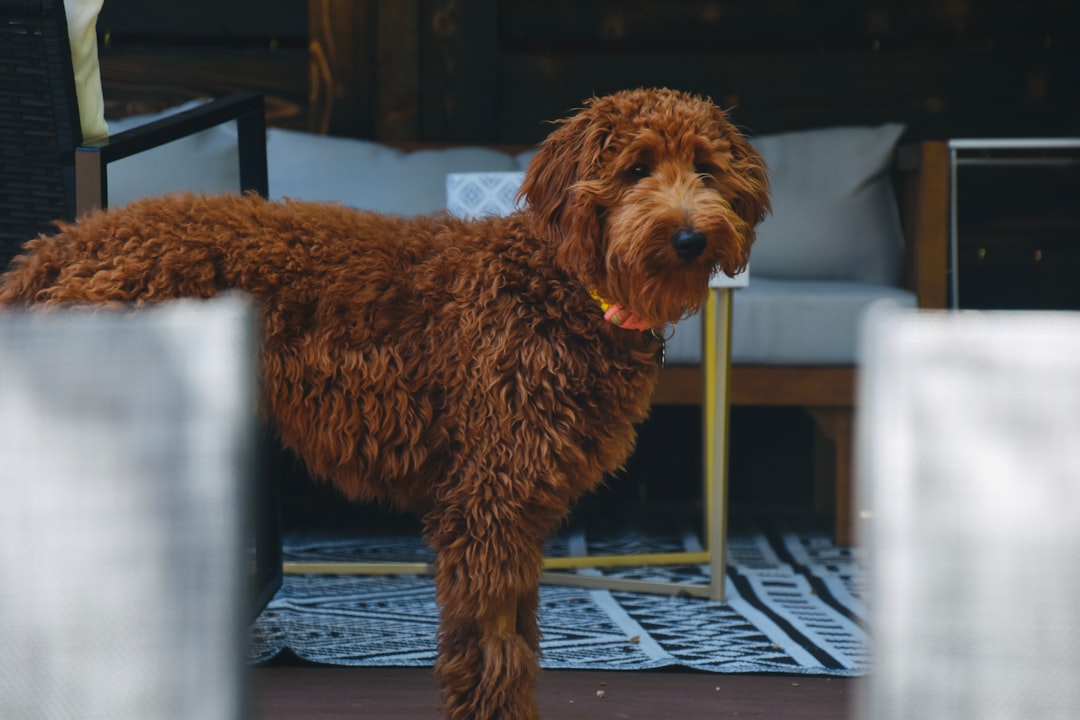 Por qué el perro Goldendoodle es el perro de familia ideal – Lo mejor de ambos mundos