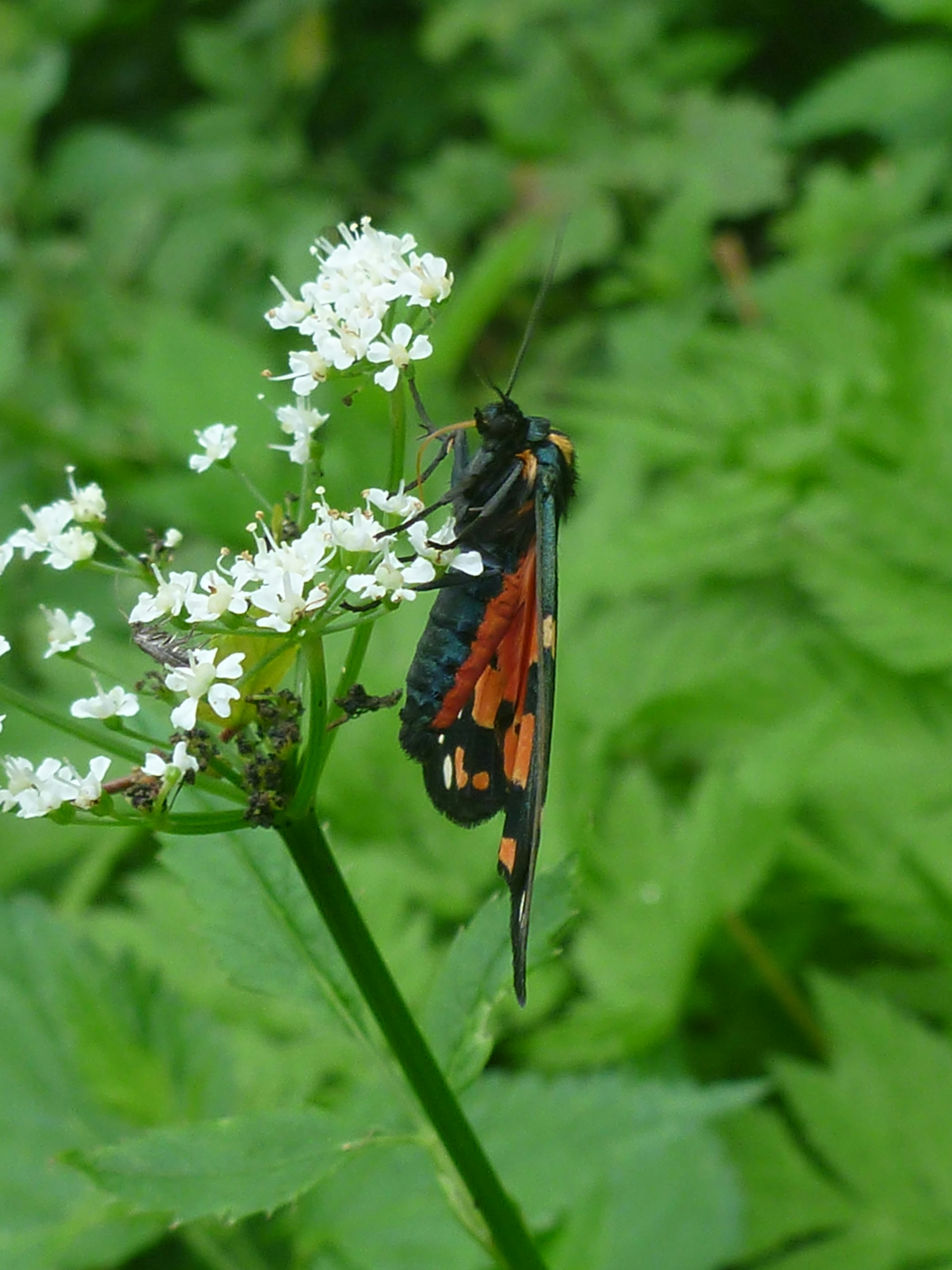 A black and orange insect on a white flower photo – Free Stará lesná ...