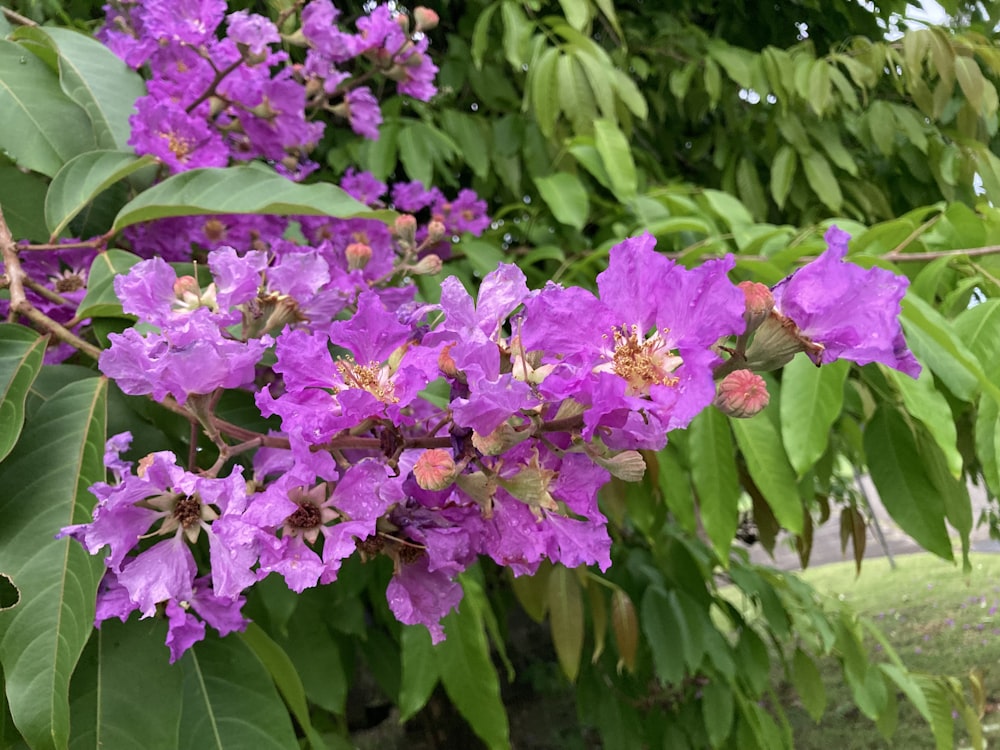 a group of purple flowers