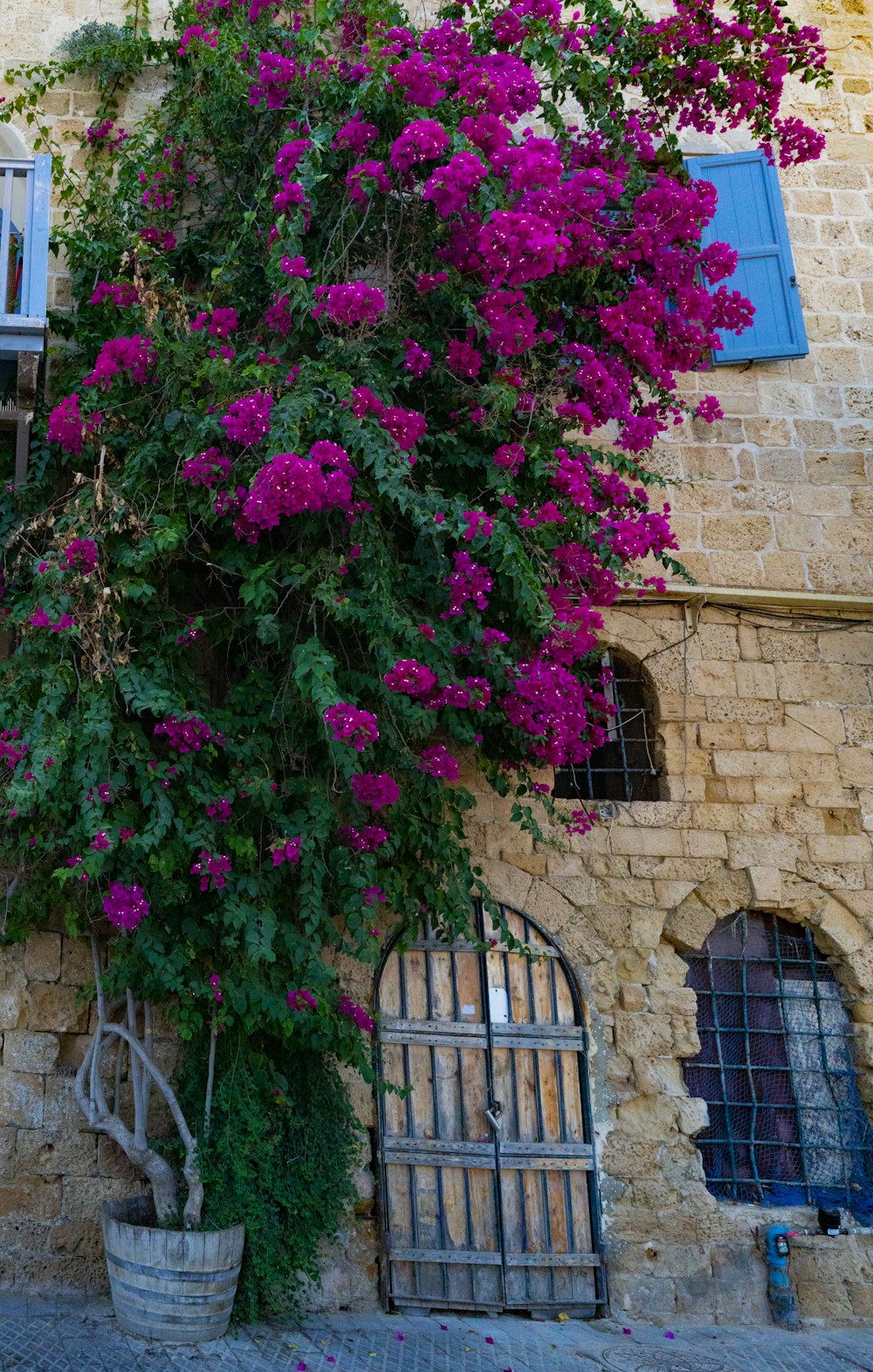 a tree with purple flowers