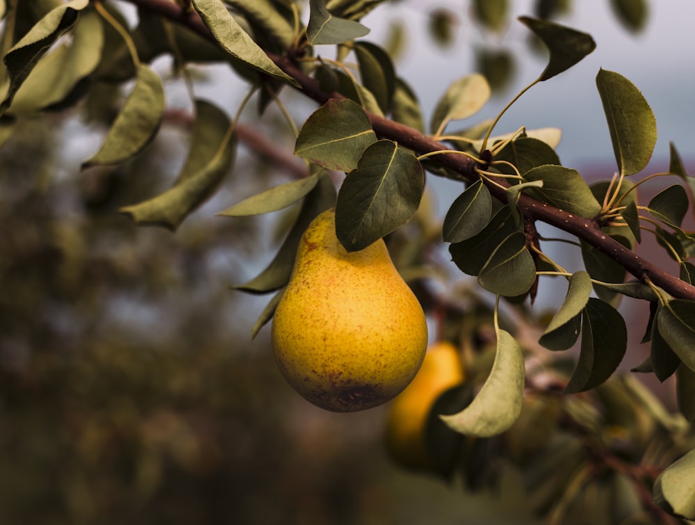 a lemon on a tree