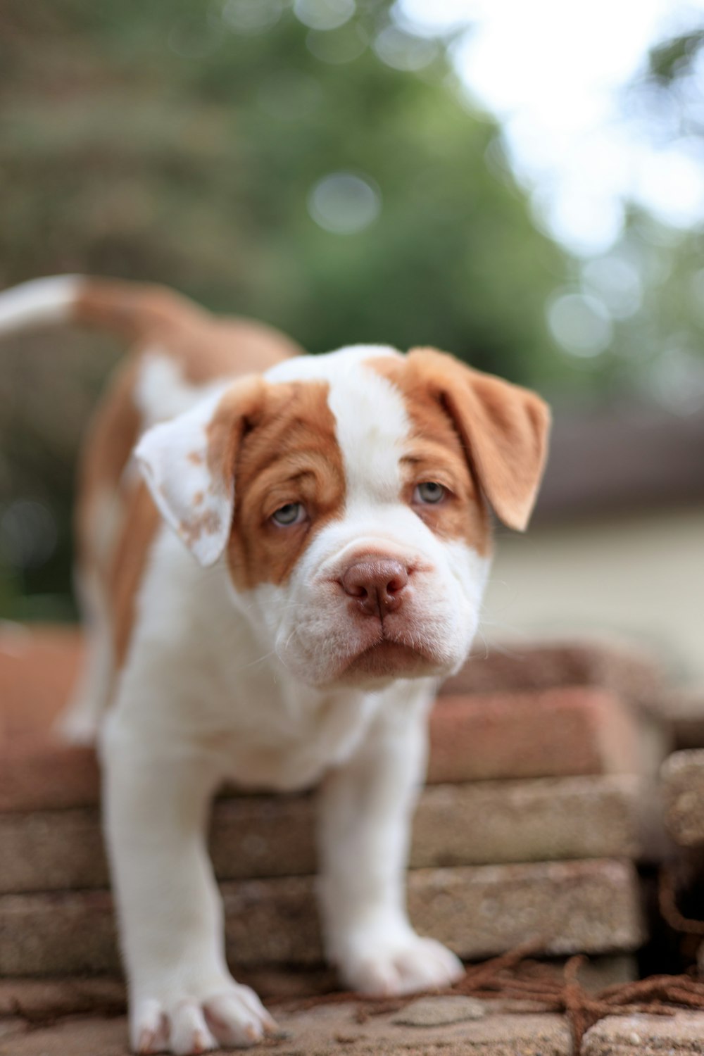 a dog standing on a brick wall