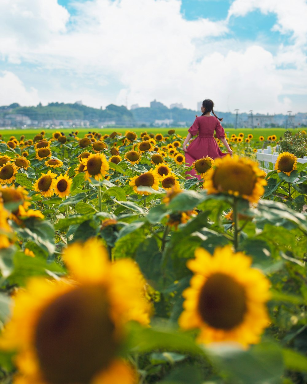 a person walking through a field of sunflowers