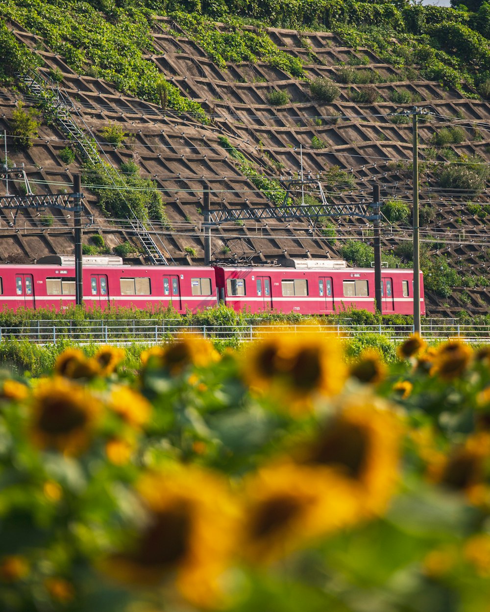 a train going through a field of flowers