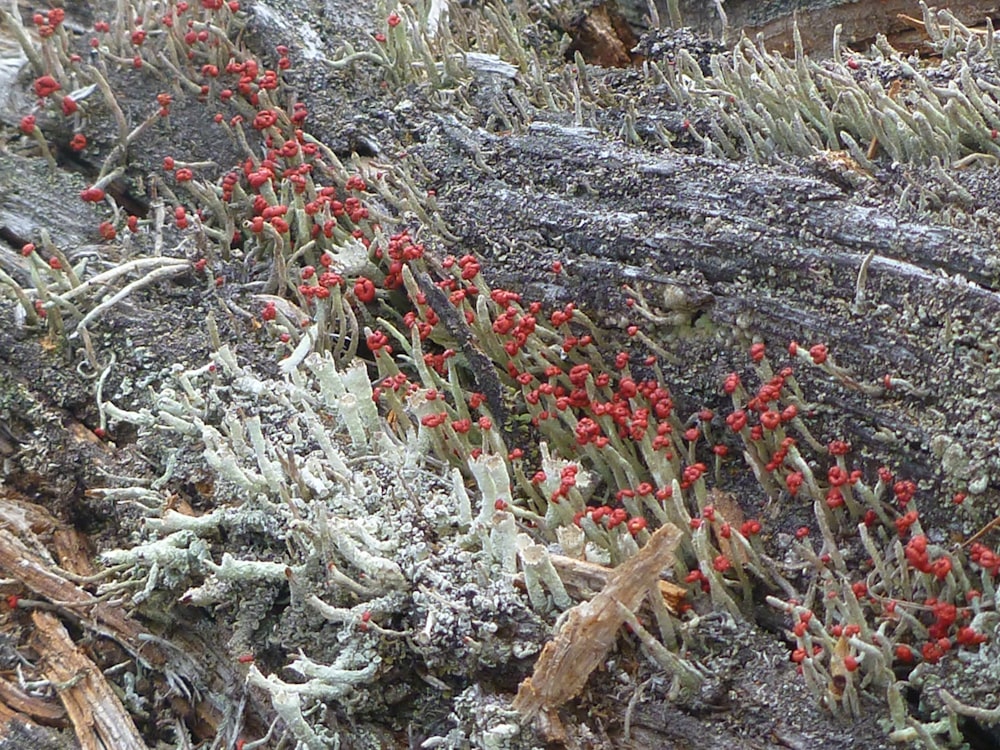 a close-up of some plants