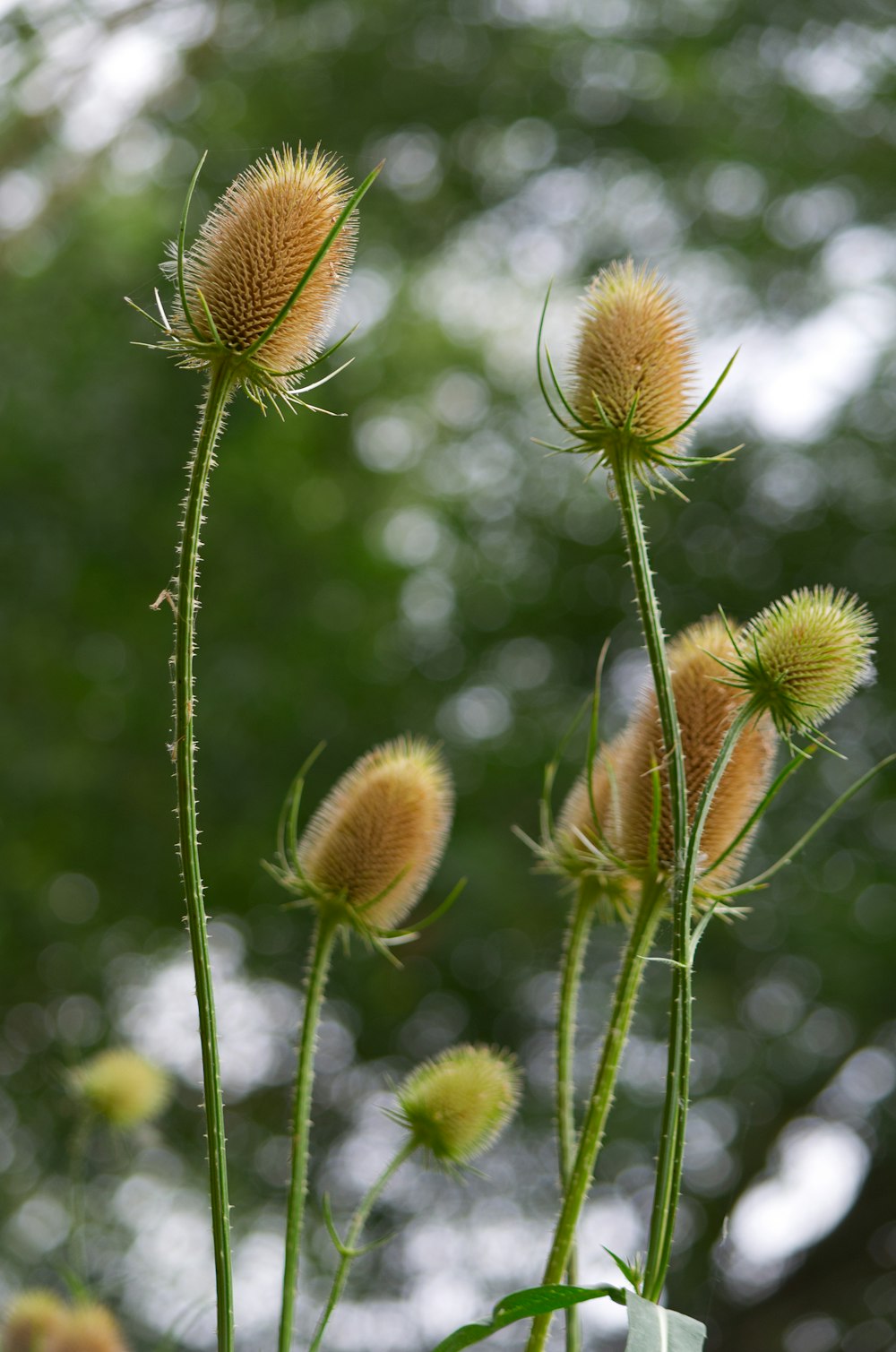 um grupo de flores amarelas