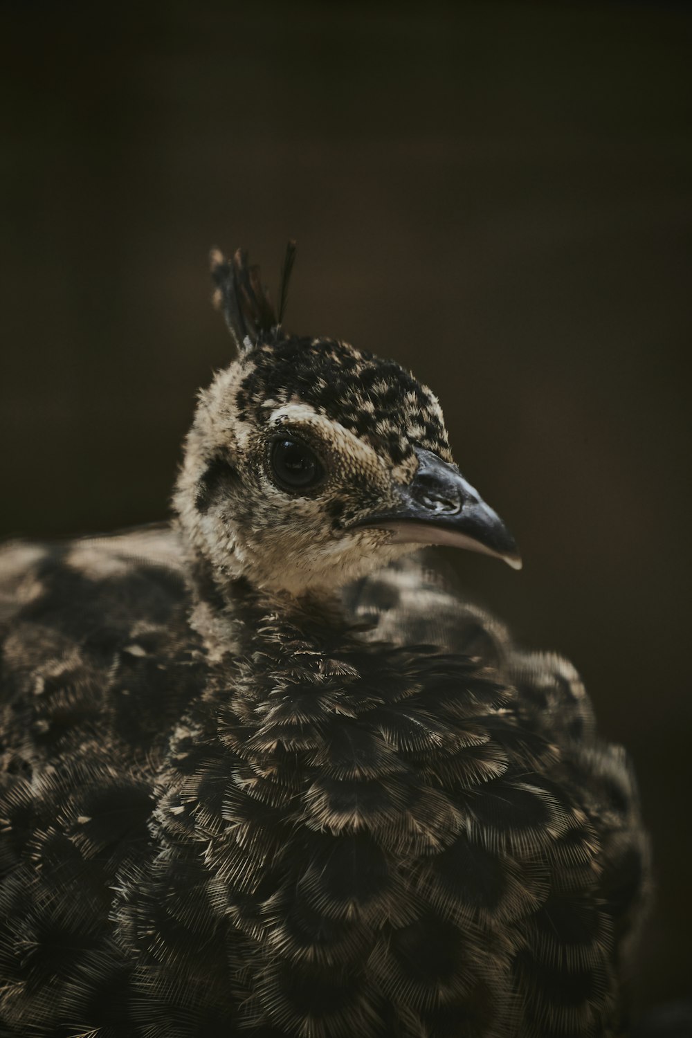 a bird with a small black beak