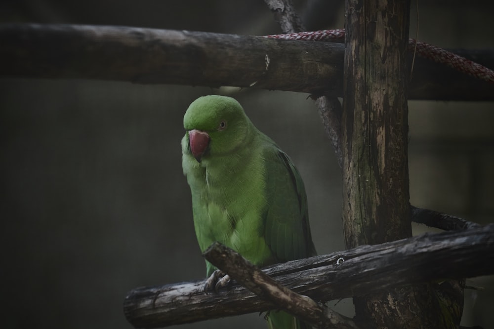 a green bird on a branch