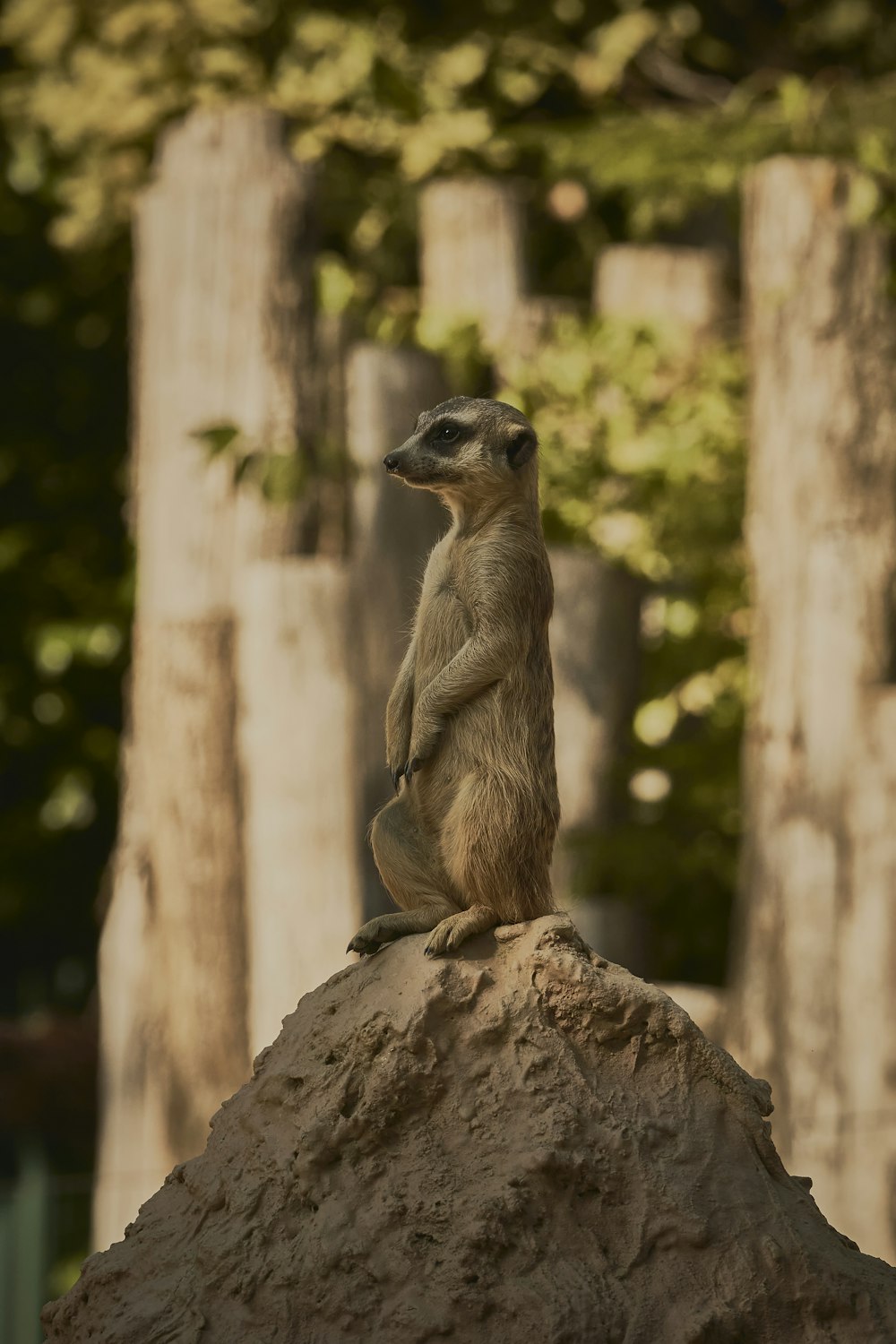 a small animal on a rock