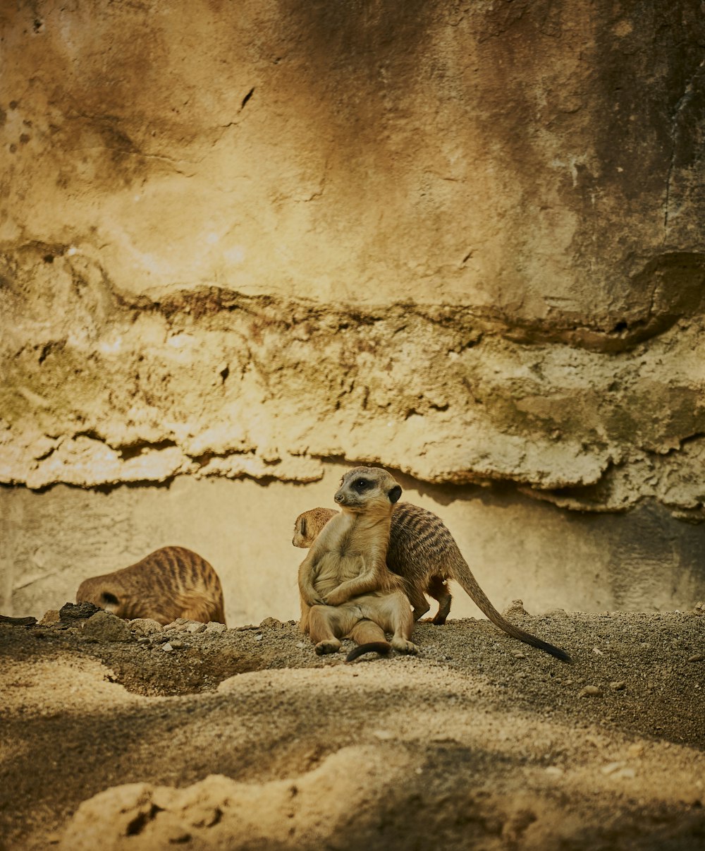 a group of animals in a cave