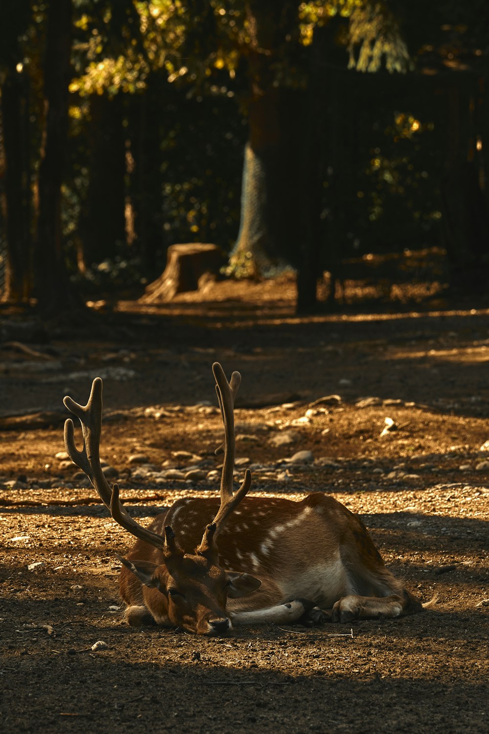 a deer lying down in the woods