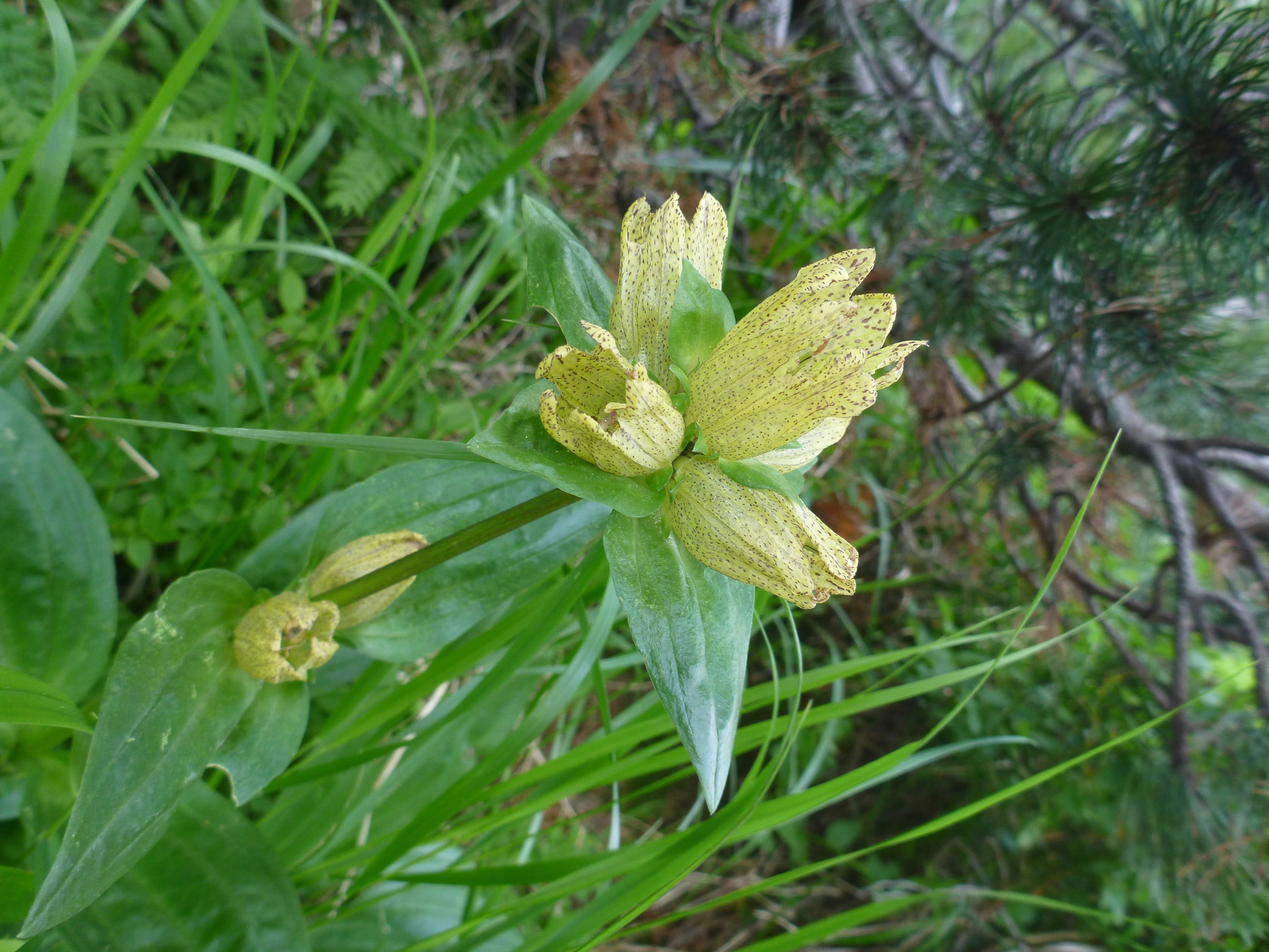 Close-up of a faded yellow flower with green leaves among grasses and conifer needles in a natural garden setting.