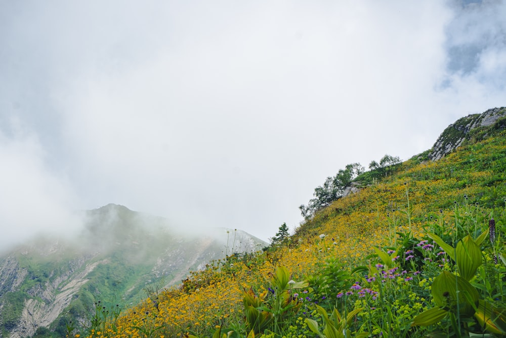 a grassy hill with flowers and trees