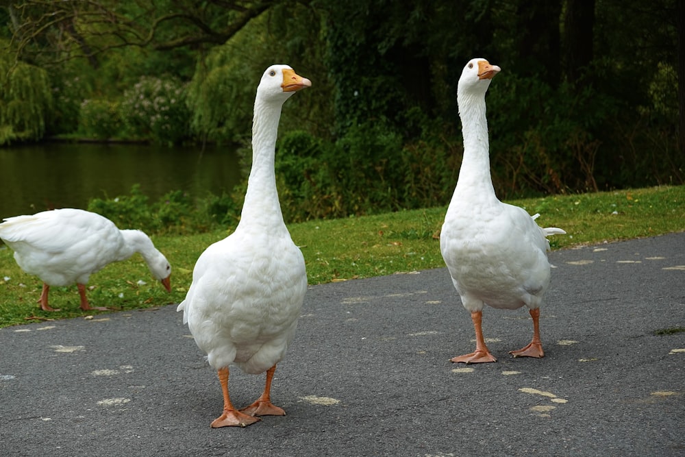 a group of geese walking on a road by a lake