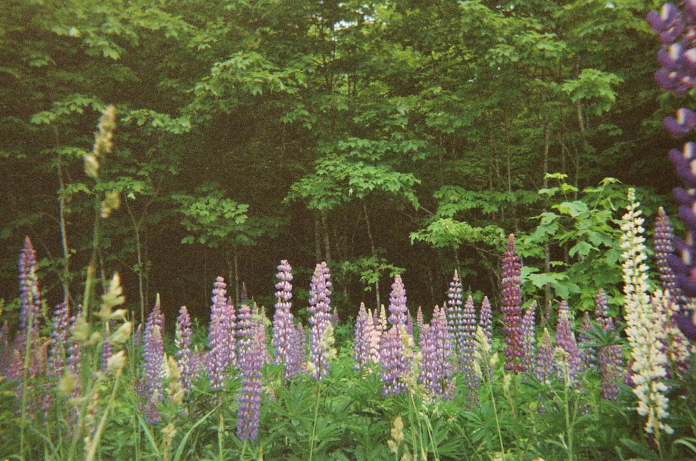 a forest of purple flowers