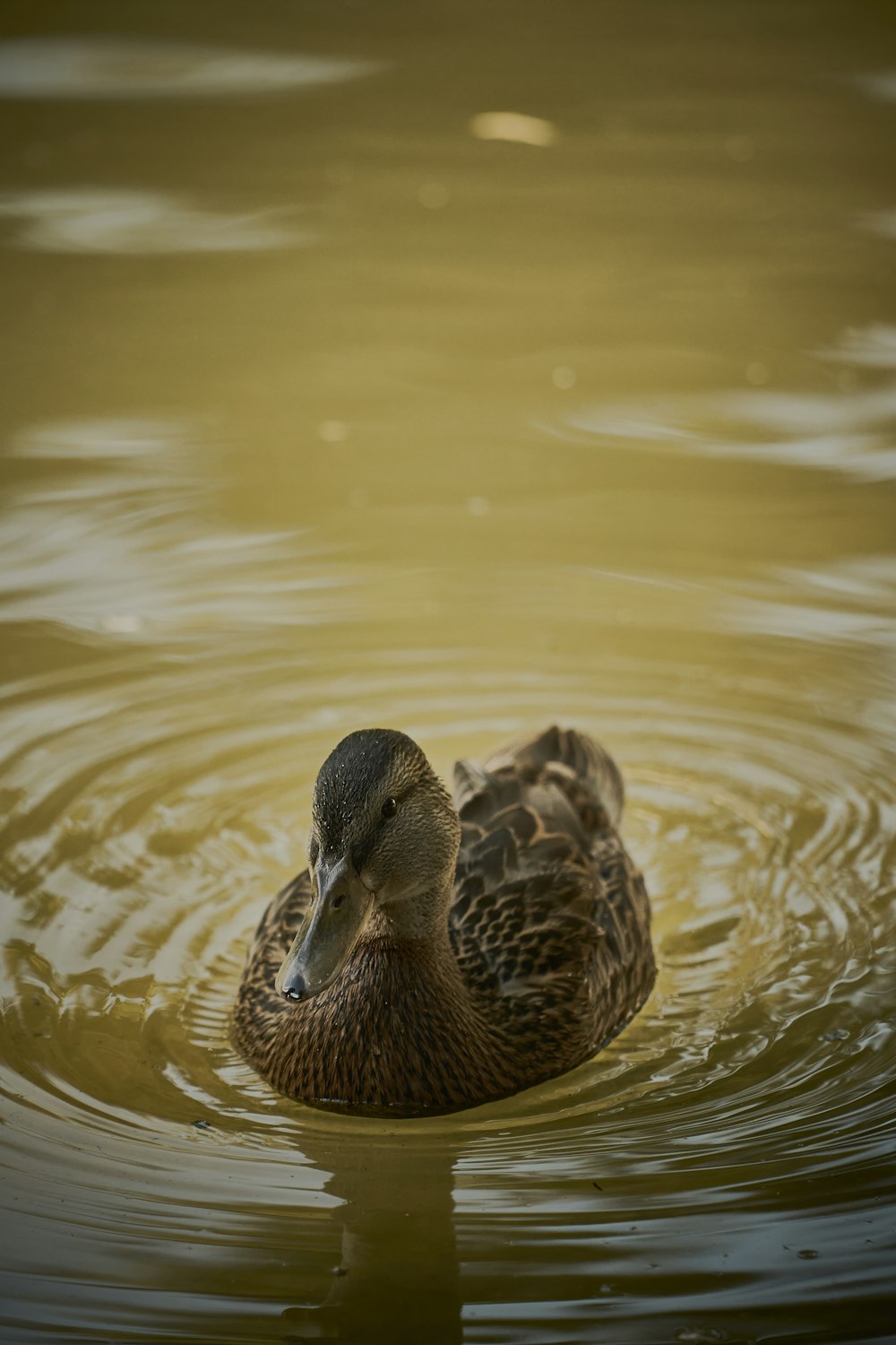 a couple of ducks swimming in water