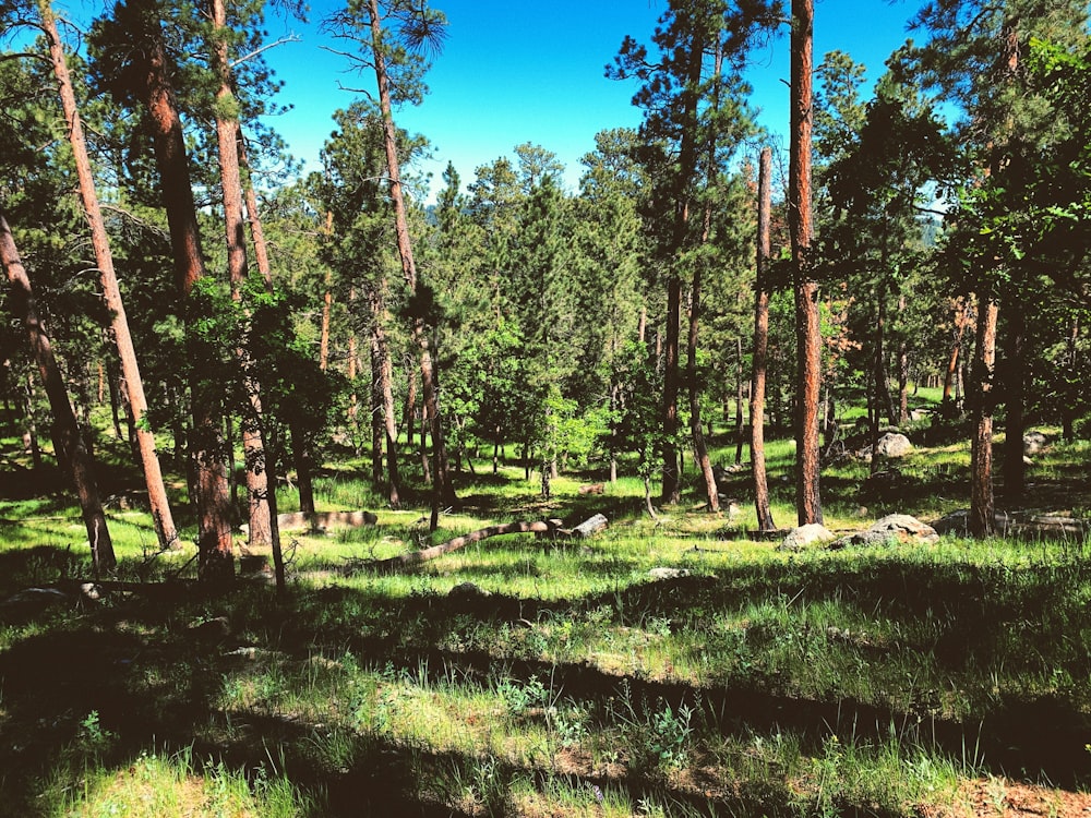 a forest of trees