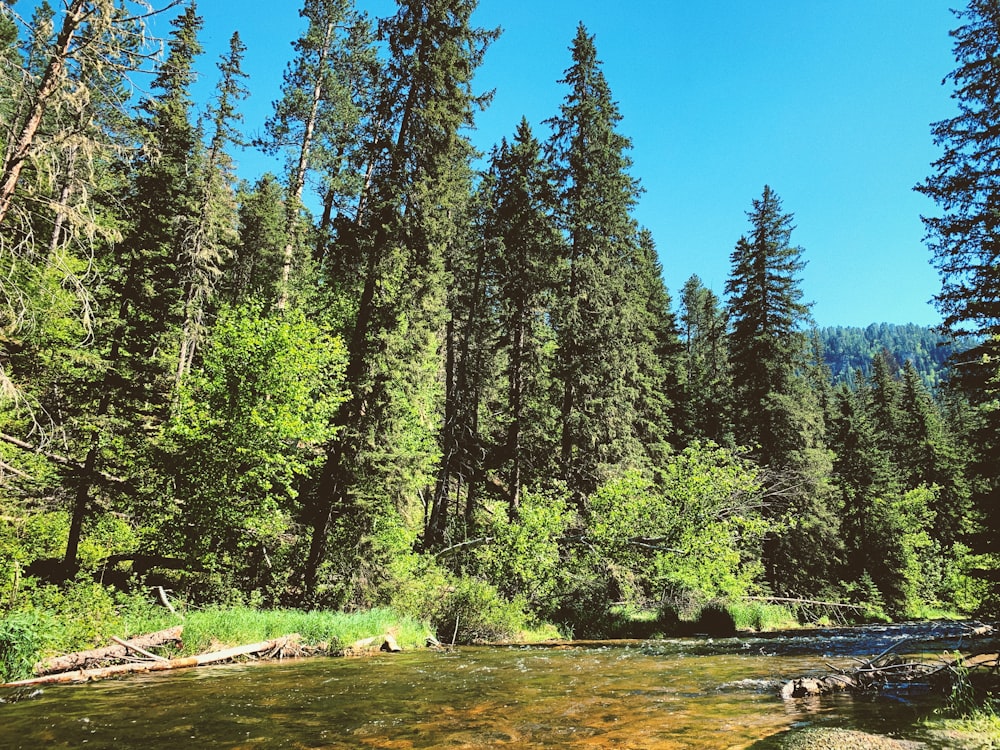 a river with trees and a blue sky