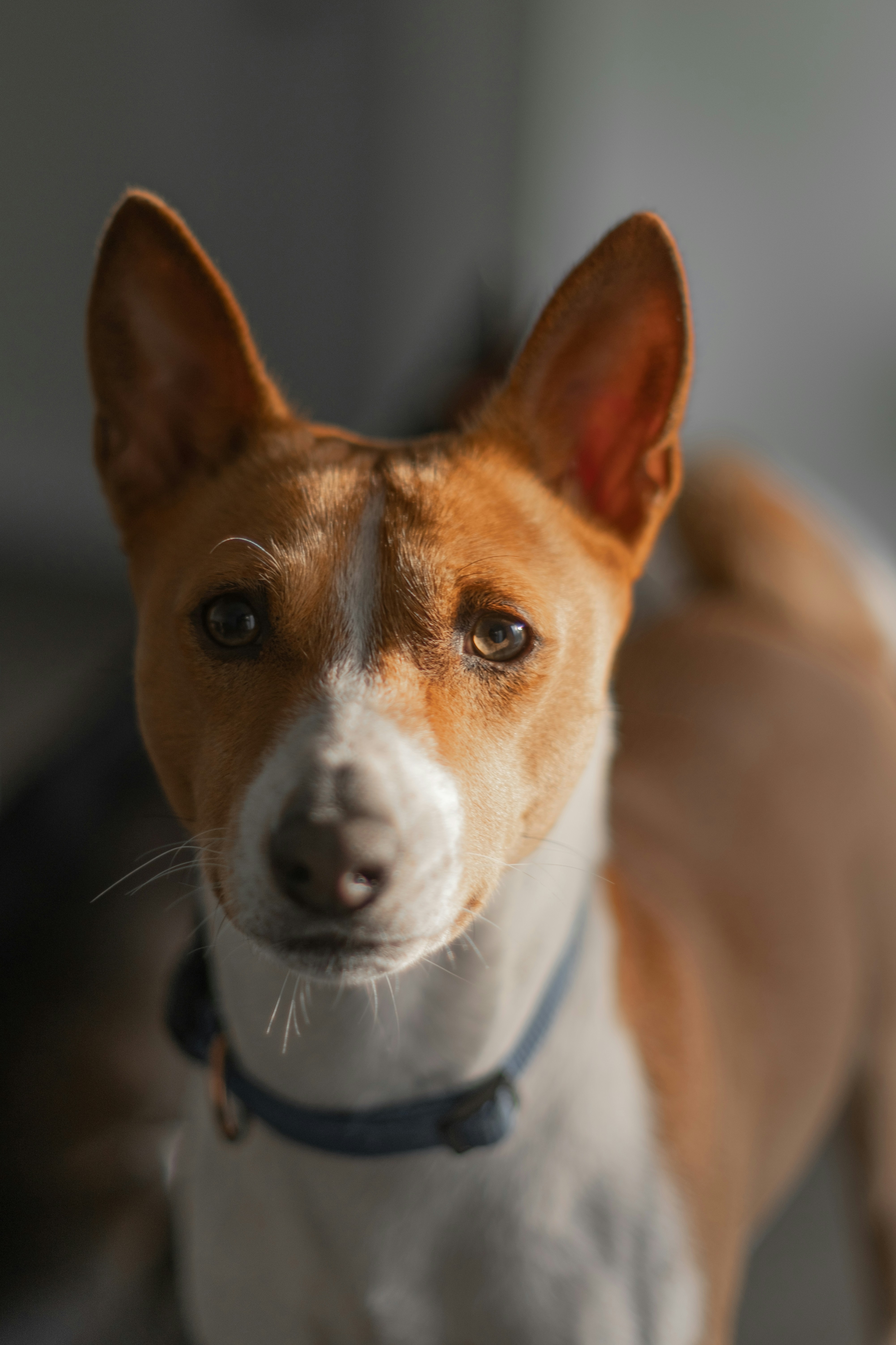 Small dog on profile
