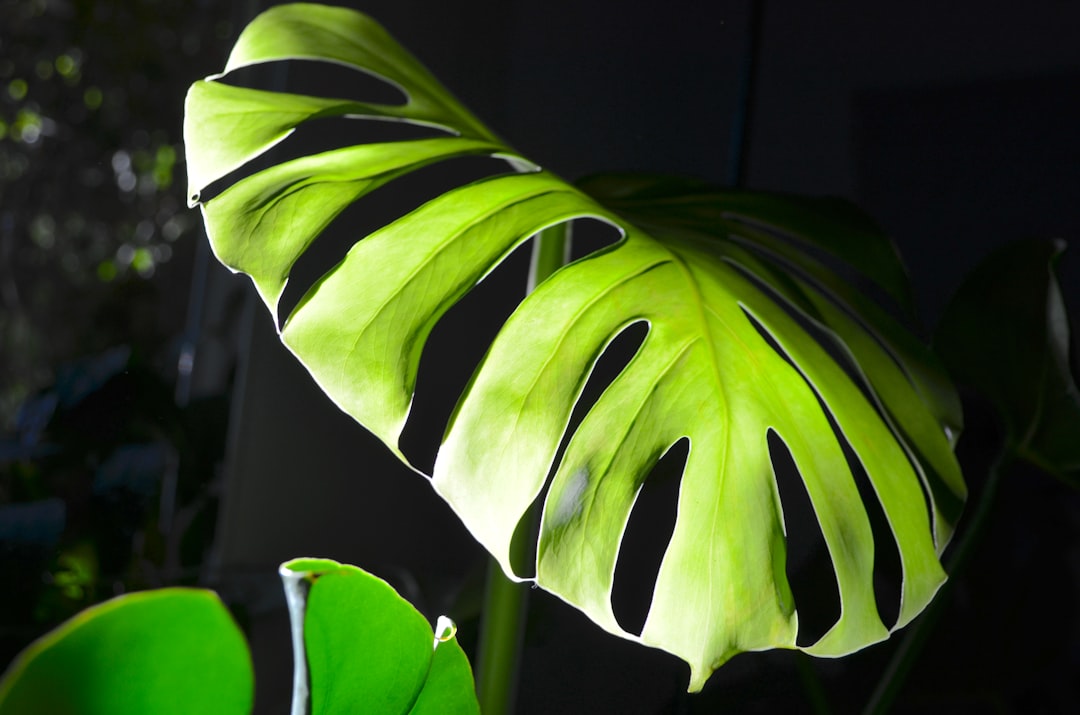 Monstera in the evening sun. Fresh new leaf.