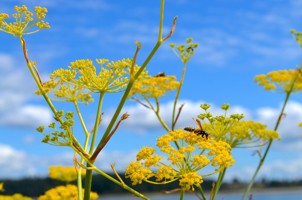 a bee on a yellow flower