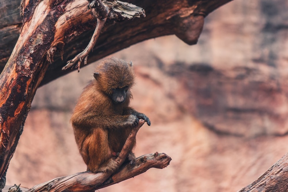 a brown animal on a branch