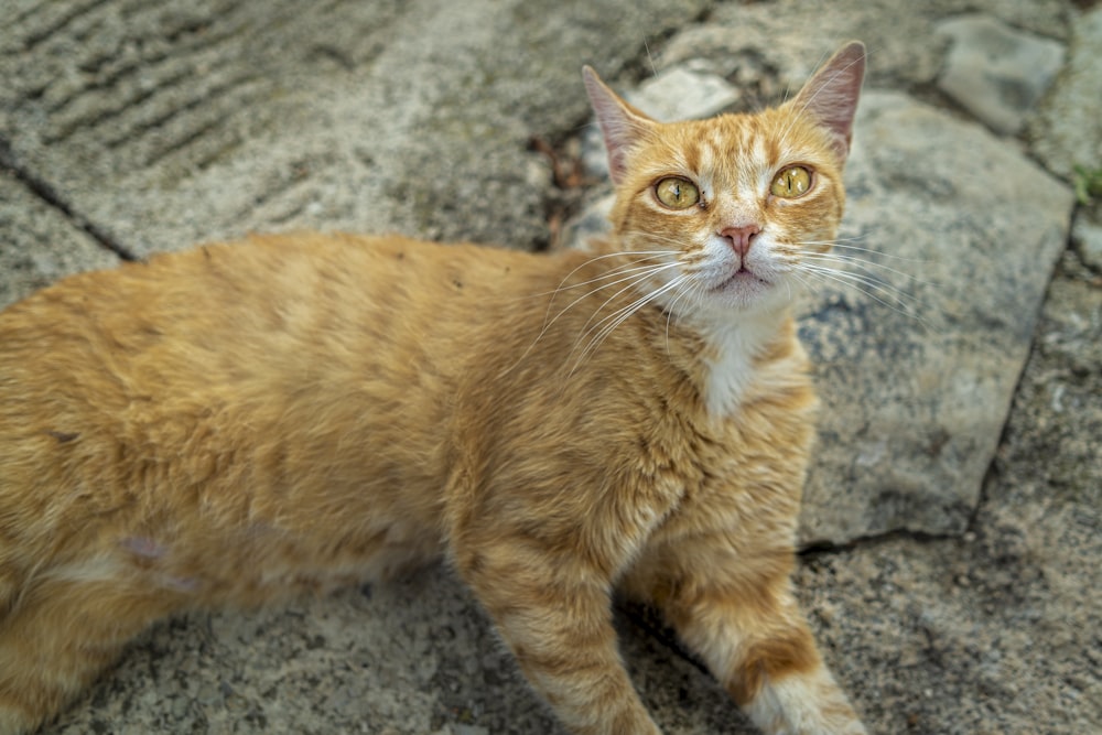 a cat lying on a rock