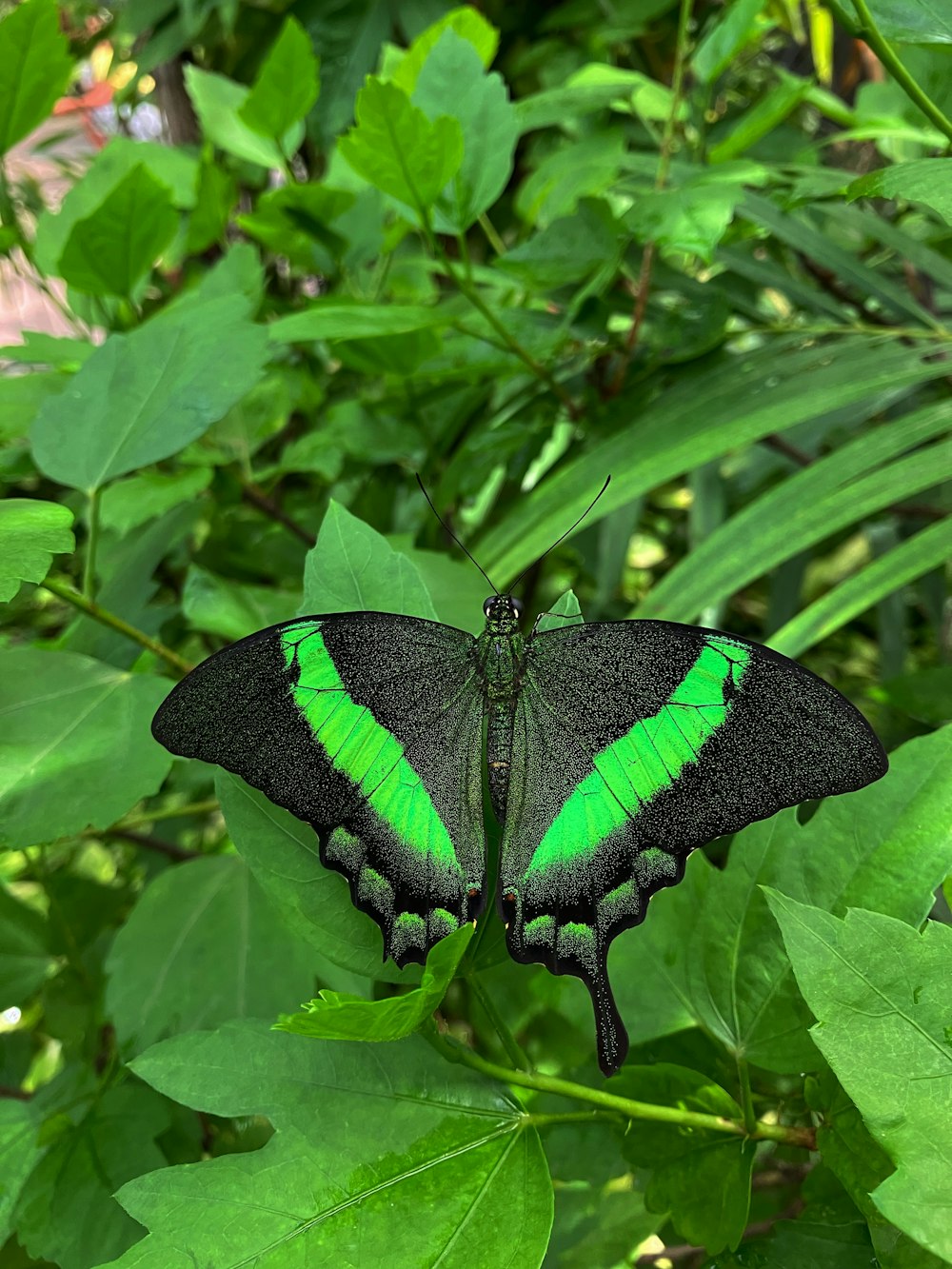 a green insect on a leaf