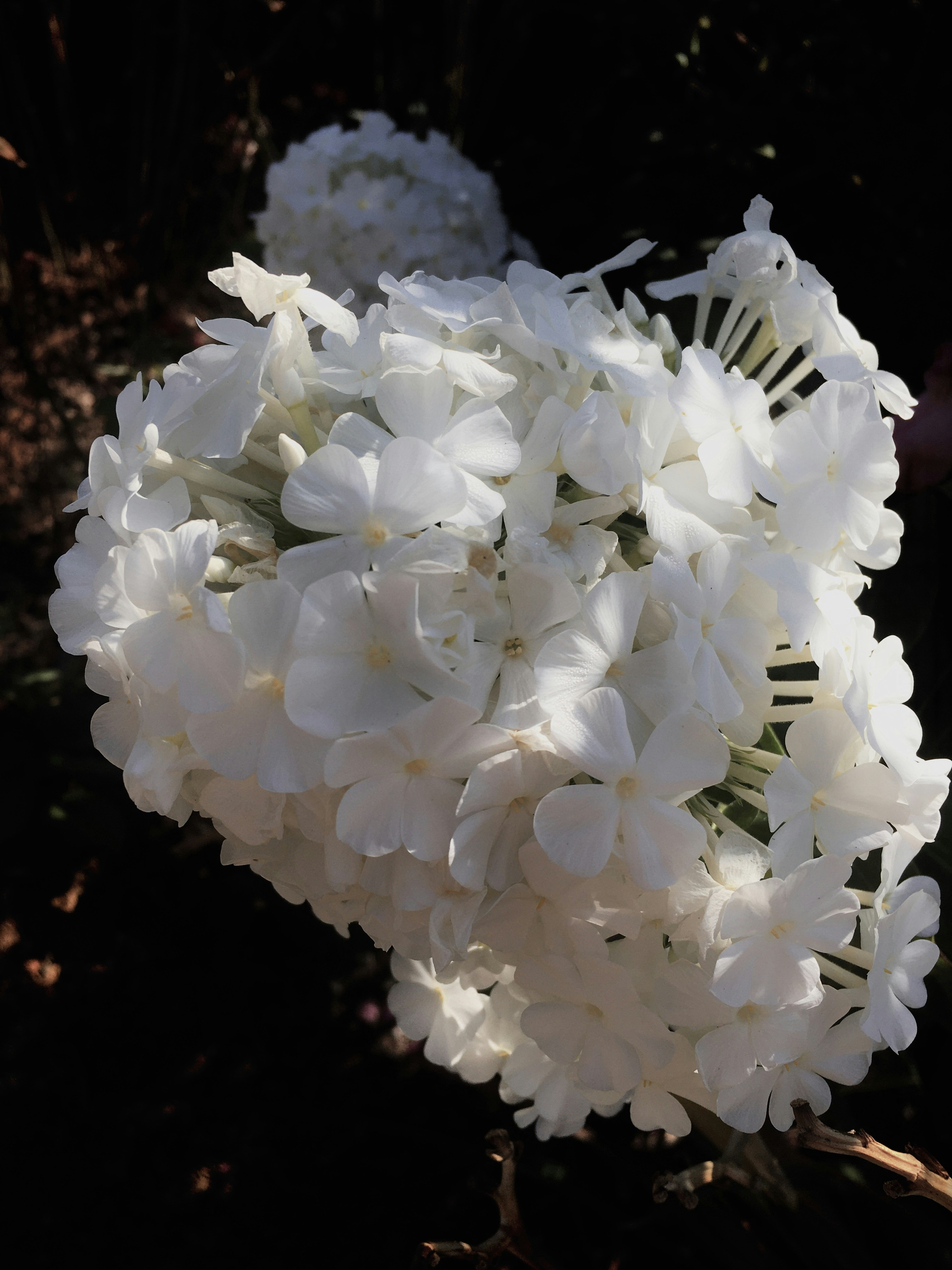 a close up of white flowers