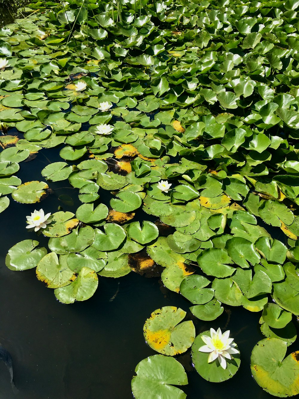 Eine Gruppe von Blumen